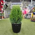 Cyprysik (Cupressus Lawsona 'Ellwoodii Snow White') 45cm