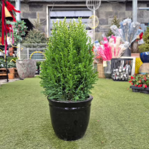 Cyprysik (Cupressus Lawsona 'Ellwoodii Snow White') 45cm