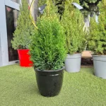Cyprysik (Cupressus Lawsona 'Ellwoodii Snow White') 45cm