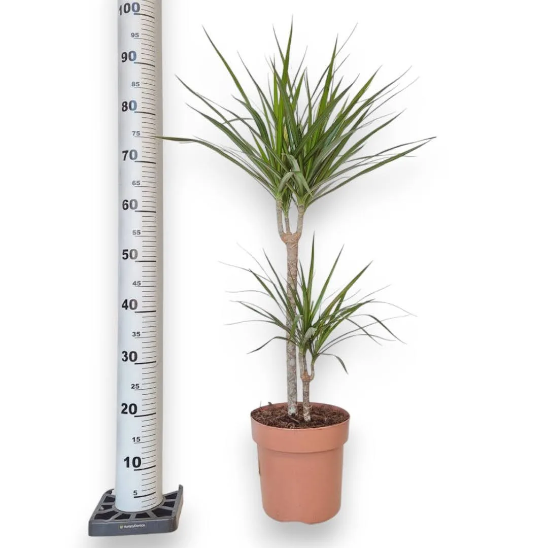 Dracena obrzeżona (Dracaena marginata) 95cm