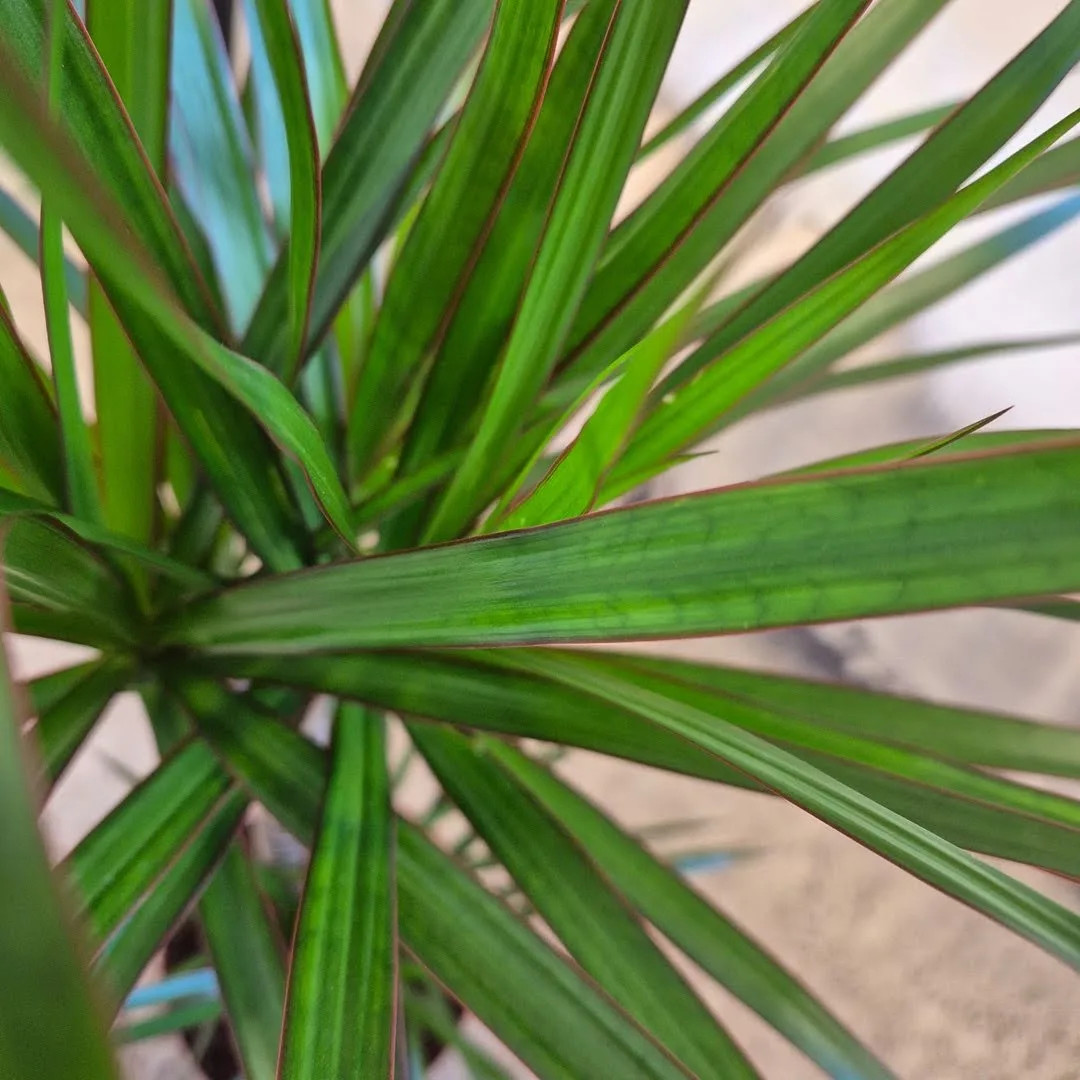 Dracena obrzeżona (Dracaena marginata) 95cm