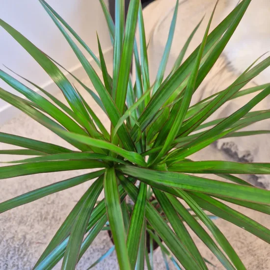 Dracena obrzeżona (Dracaena marginata) 95cm