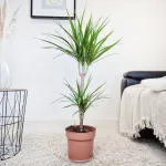Dracena obrzeżona (Dracaena marginata) 95cm