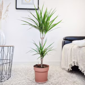 Dracena obrzeżona (Dracaena marginata) 90-100cm