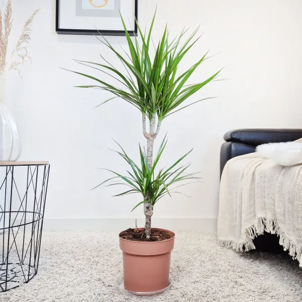 Dracena obrzeżona (Dracaena marginata) 95cm