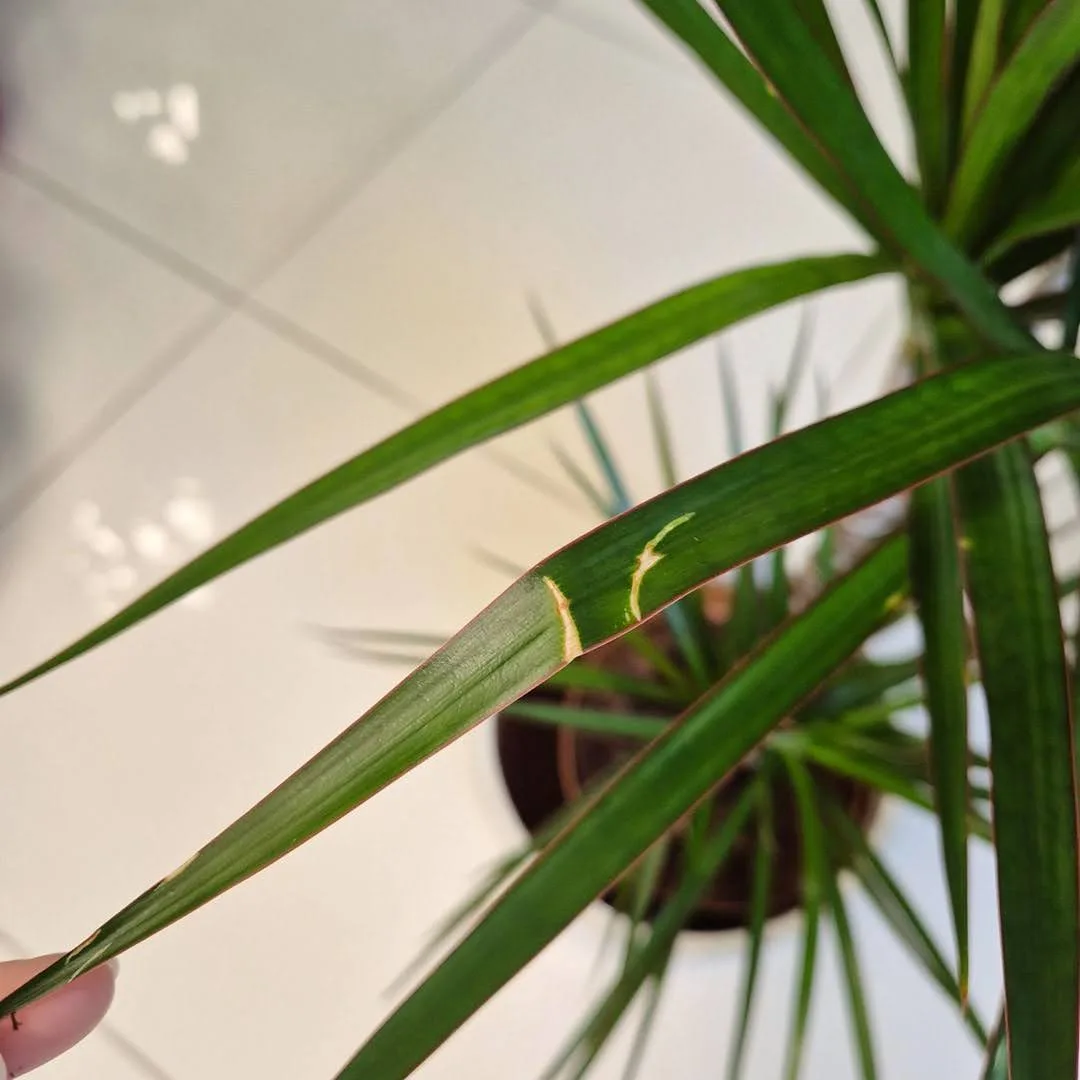 Dracena obrzeżona (Dracaena marginata) 95cm