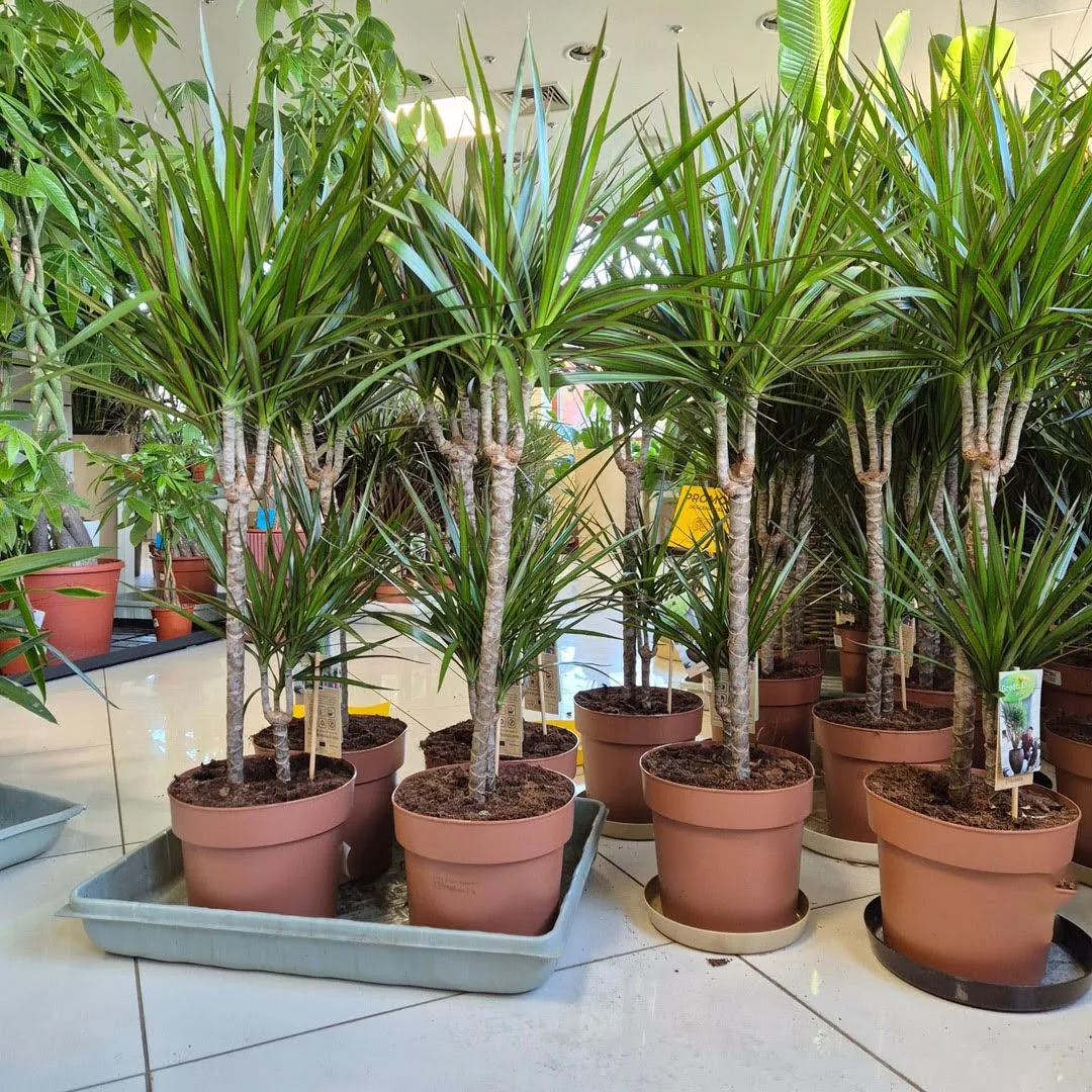 Dracena obrzeżona (Dracaena marginata) 95cm