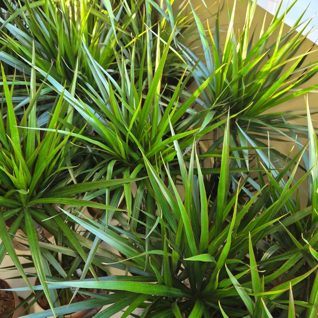 Dracena obrzeżona (Dracaena marginata) 95cm