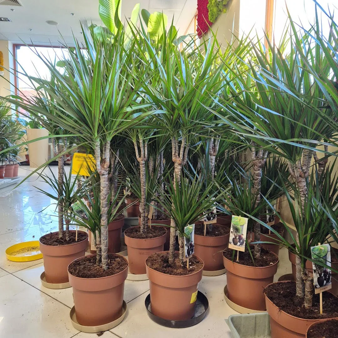 Dracena obrzeżona (Dracaena marginata) 95cm