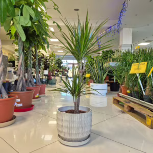 Dracena obrzeżona (Dracaena marginata) 90-100cm