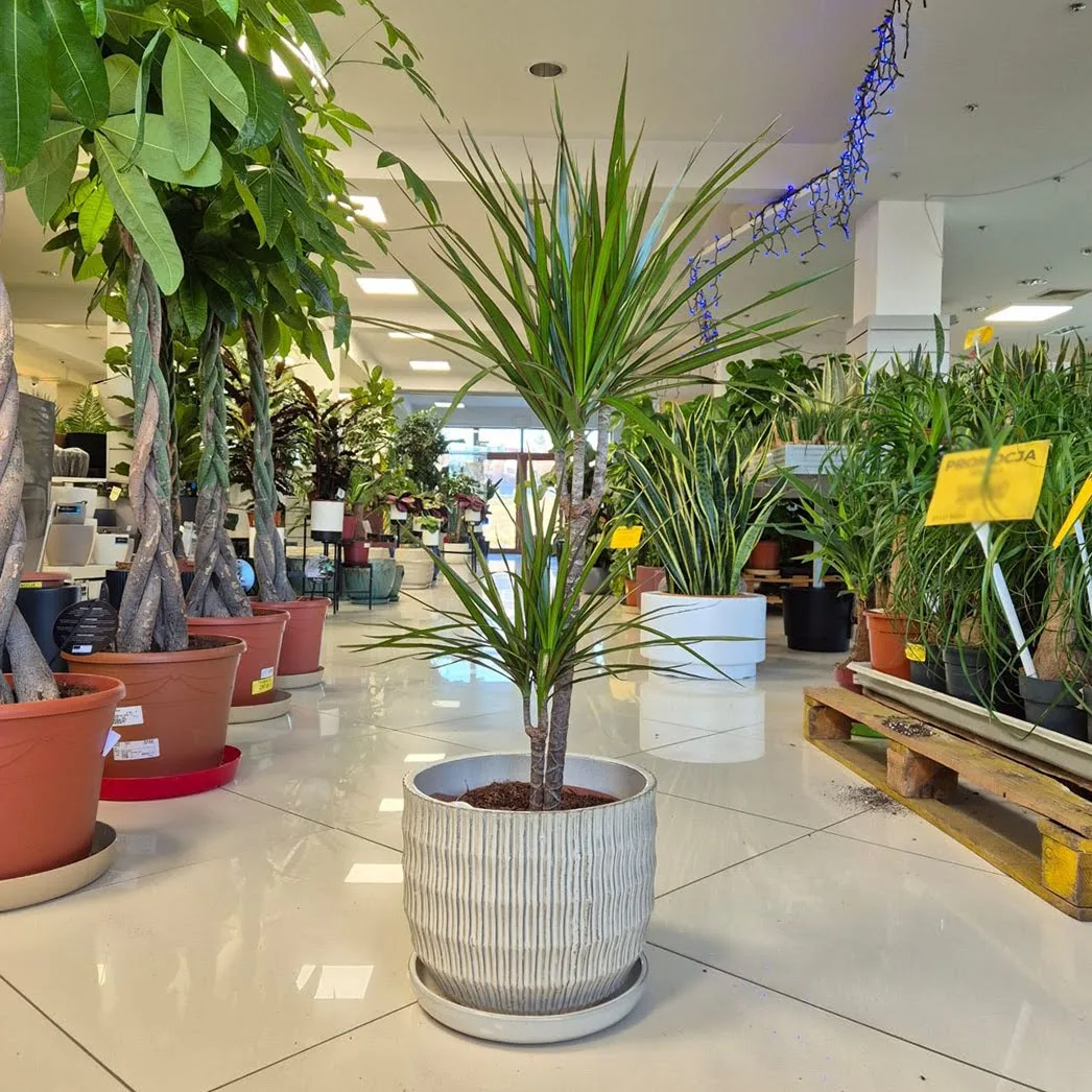 Dracena obrzeżona (Dracaena marginata) 95cm