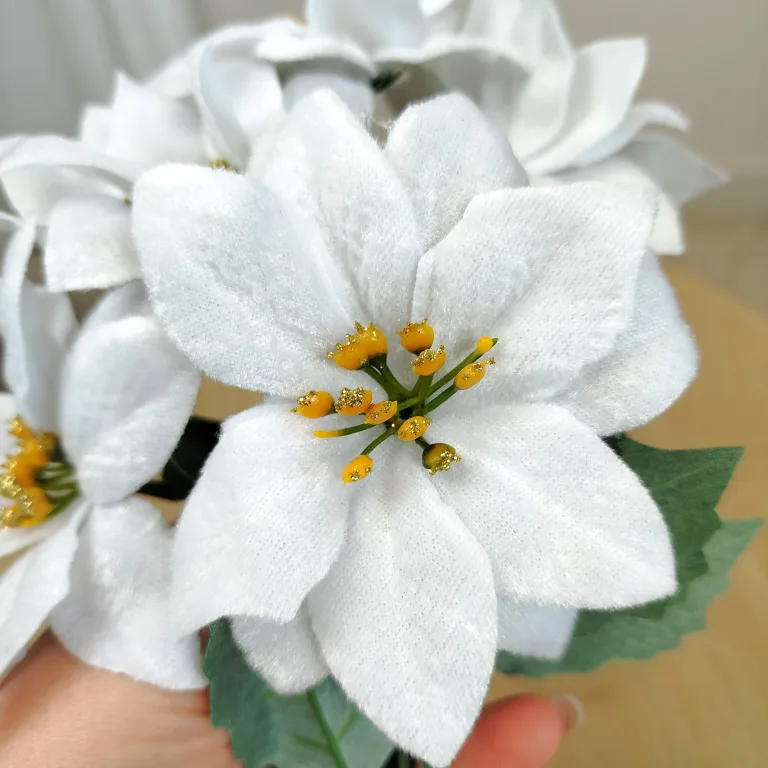 Poinsecja, gwiazda betlejemska biała gałązka