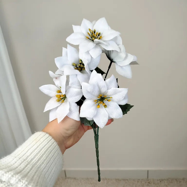 Poinsecja, gwiazda betlejemska biała gałązka