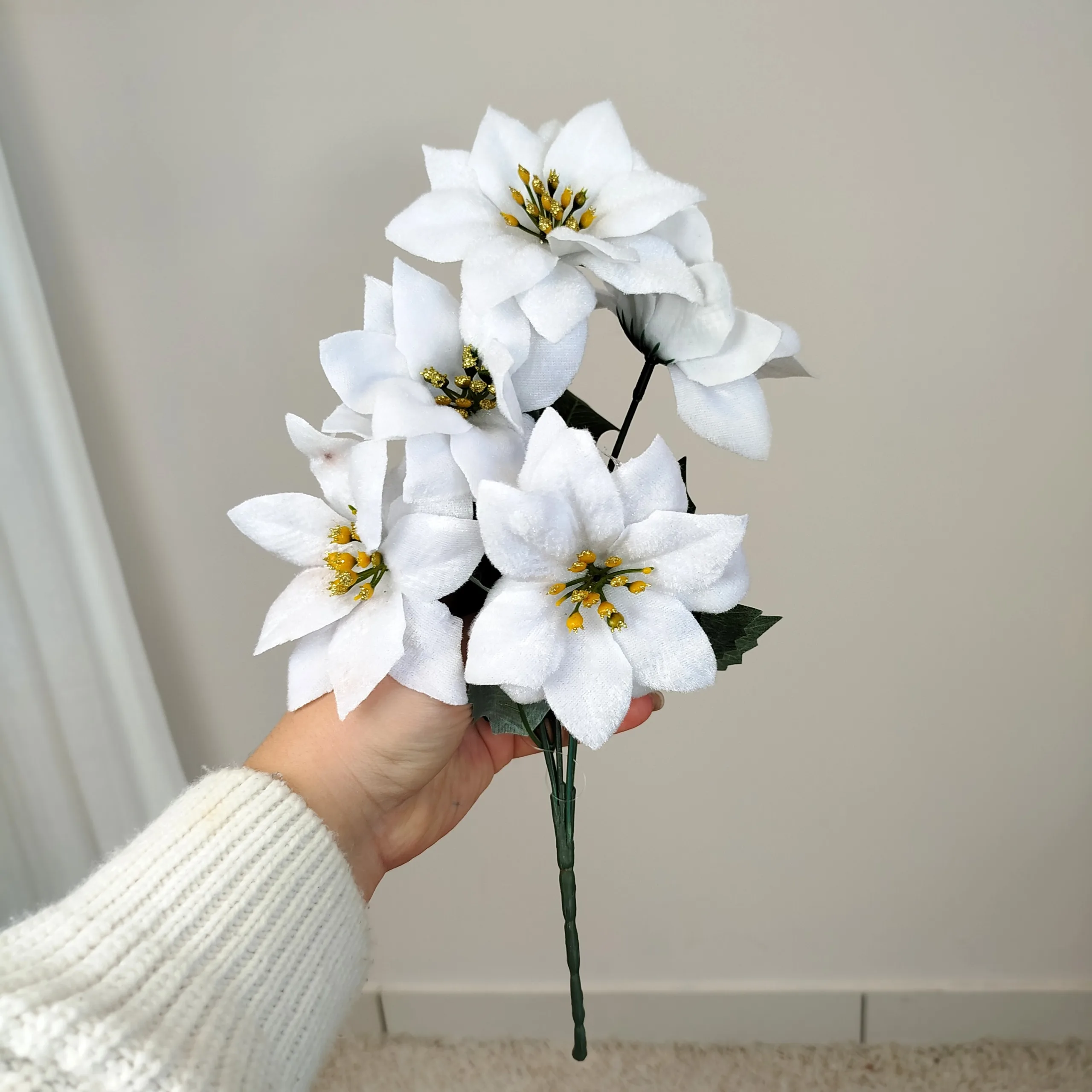 Poinsecja, gwiazda betlejemska biała gałązka