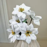 Poinsecja, gwiazda betlejemska biała gałązka