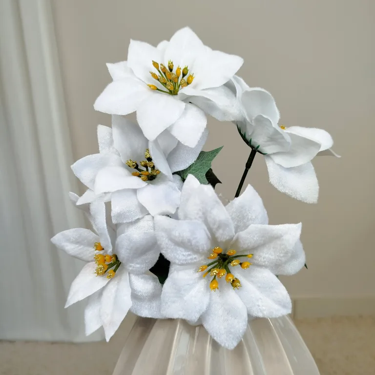 Poinsecja, gwiazda betlejemska biała gałązka