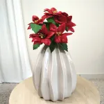 Poinsecja, gwiazda betlejemska czerwona gałązka