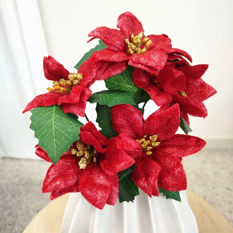 Poinsecja, gwiazda betlejemska czerwona gałązka