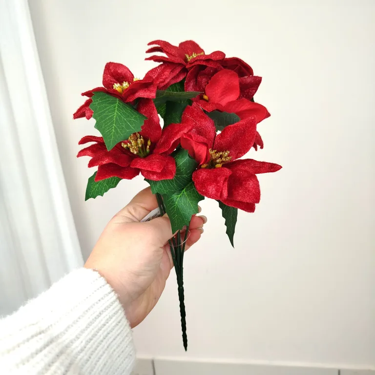 Poinsecja, gwiazda betlejemska czerwona gałązka