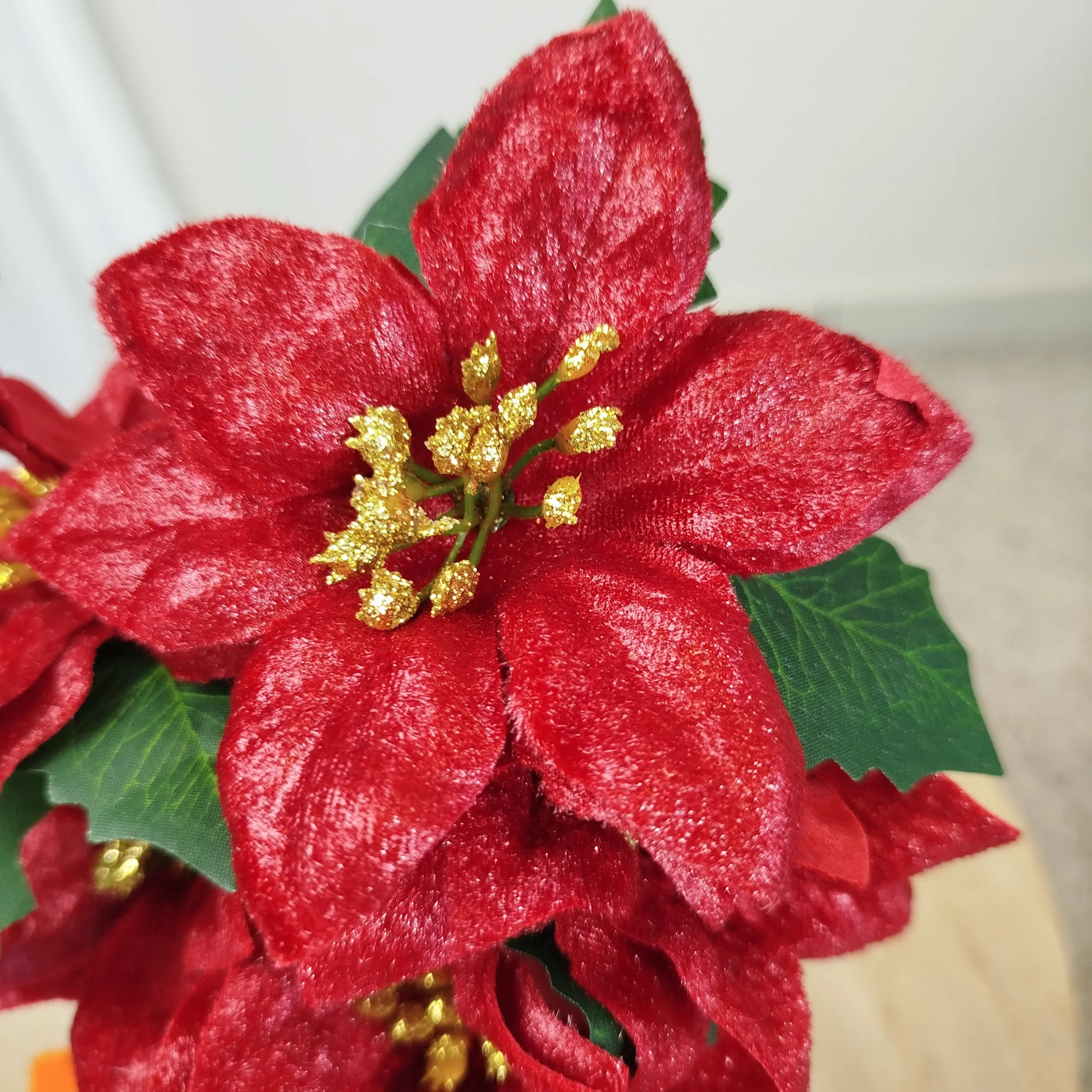 Poinsecja, gwiazda betlejemska czerwona gałązka