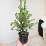 Świerk biały (Picea abies 'Conica') mini choinka 30cm