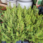 Świerk biały (Picea abies 'Conica') mini choinka 30cm