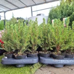 Świerk biały (Picea abies 'Conica') mini choinka 30cm
