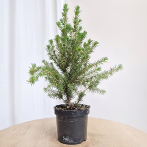 Świerk biały (Picea abies 'Conica') mini choinka 30cm
