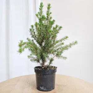 Świerk biały (Picea abies 'Conica') mini choinka 30cm