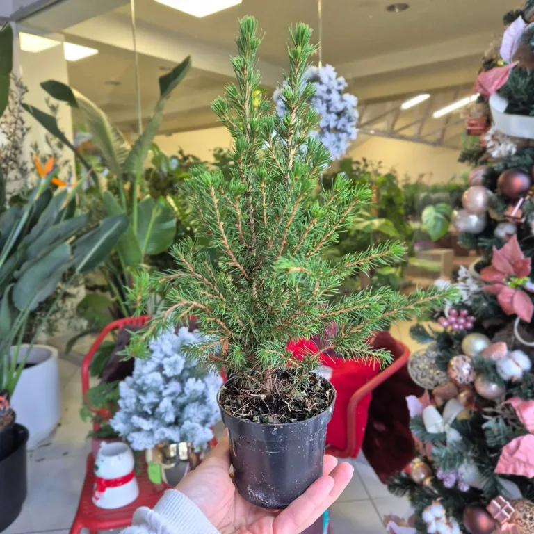 Świerk biały (Picea abies 'Conica') mini choinka 30cm