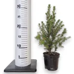 Świerk biały (Picea abies 'Conica') mini choinka 30cm