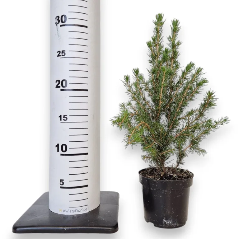 Świerk biały (Picea abies 'Conica') mini choinka 30cm