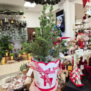 Świerk biały (Picea abies 'Conica') mini choinka 30cm