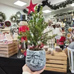 Świerk biały (Picea abies 'Conica') mini choinka 30cm