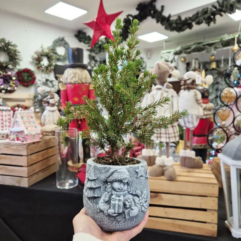 Świerk biały (Picea abies 'Conica') mini choinka 30cm