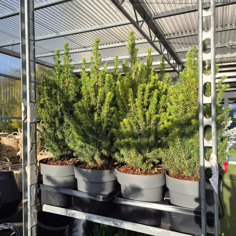 Świerk biały (Picea glauca 'Perfecta') 50cm