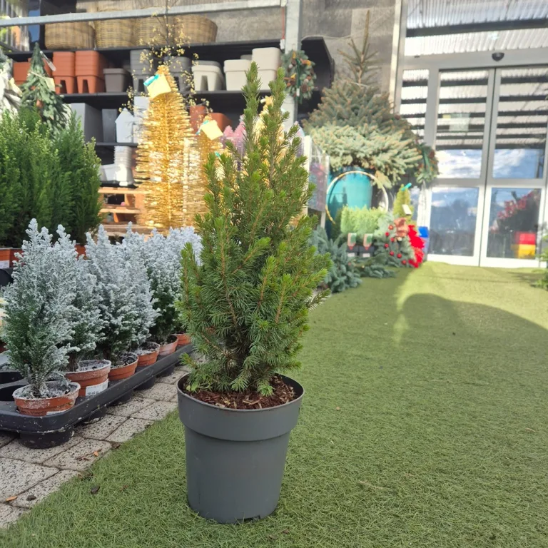 Świerk biały (Picea glauca 'Perfecta') 50cm