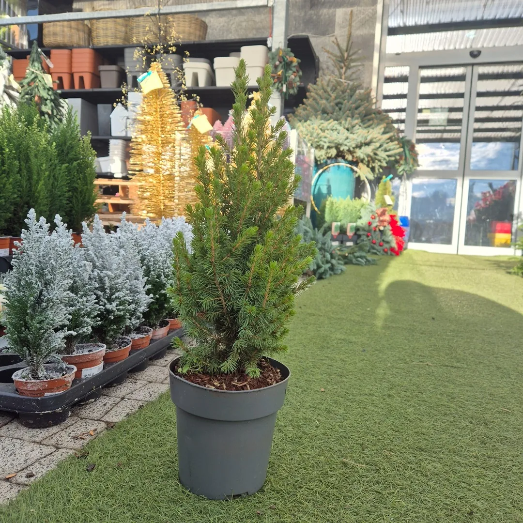 Świerk biały (Picea glauca 'Perfecta') 50cm