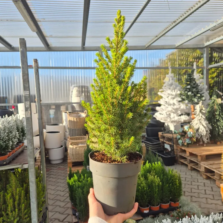 Świerk biały (Picea glauca 'Perfecta') 50cm