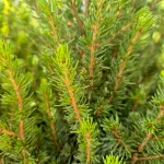 Świerk biały (Picea glauca 'Perfecta') 50cm
