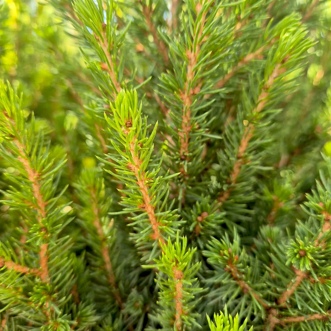 Świerk biały (Picea glauca 'Perfecta') 50cm