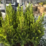 Świerk biały (Picea glauca 'Perfecta') 50cm