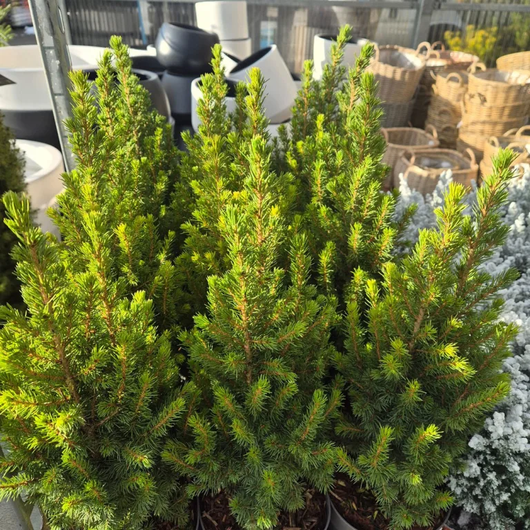 Świerk biały (Picea glauca 'Perfecta') 50cm