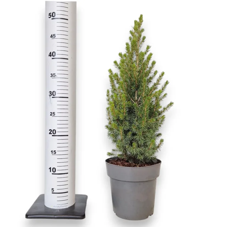 Świerk biały (Picea glauca 'Perfecta') 50cm