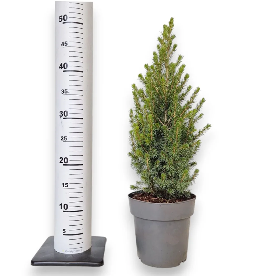 Świerk biały (Picea glauca 'Perfecta') 50cm