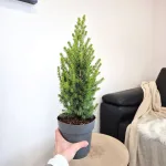 Świerk biały (Picea glauca 'Perfecta') 50cm