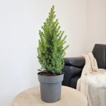 Świerk biały (Picea glauca 'Perfecta') 50cm