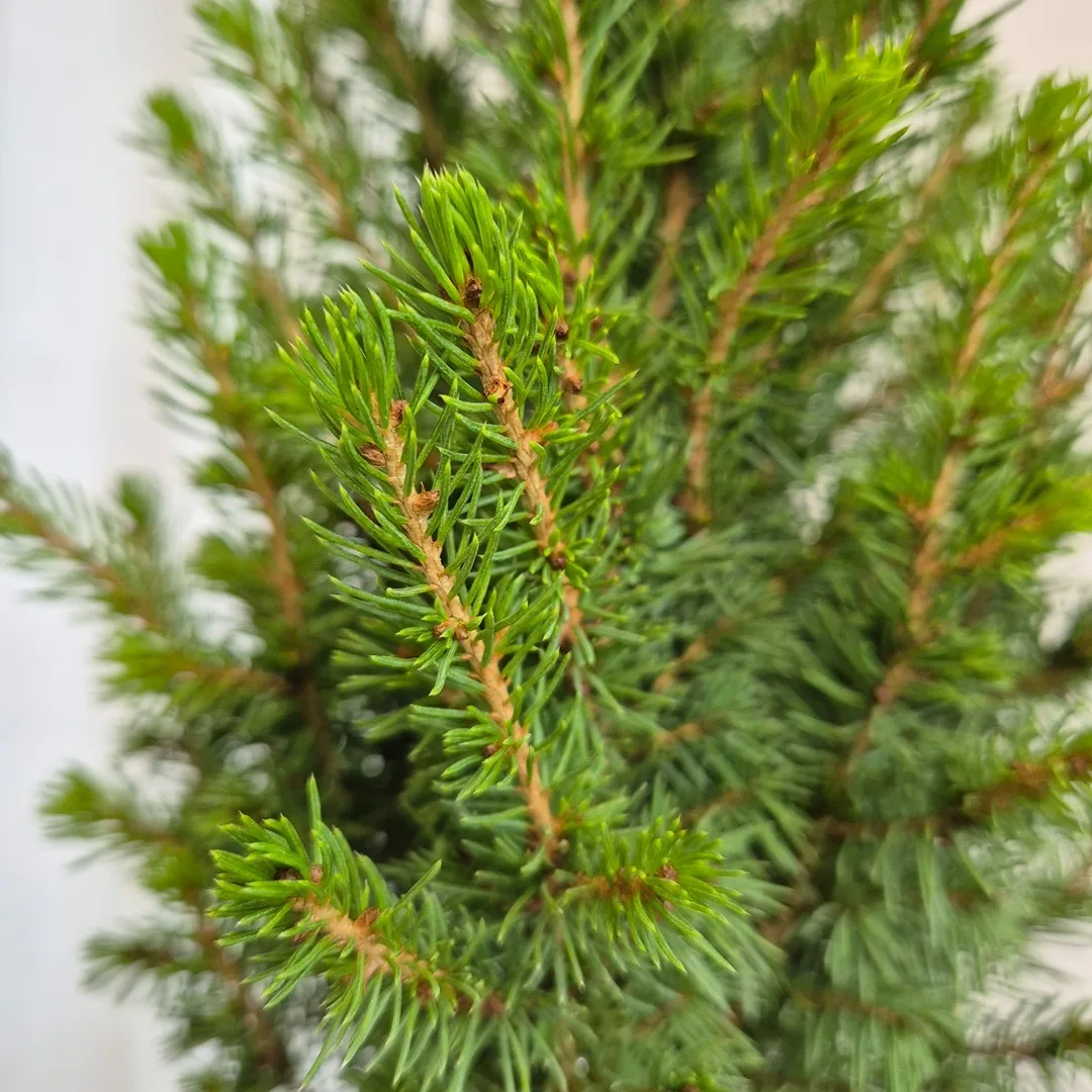 Świerk biały (Picea glauca 'Perfecta') 50cm
