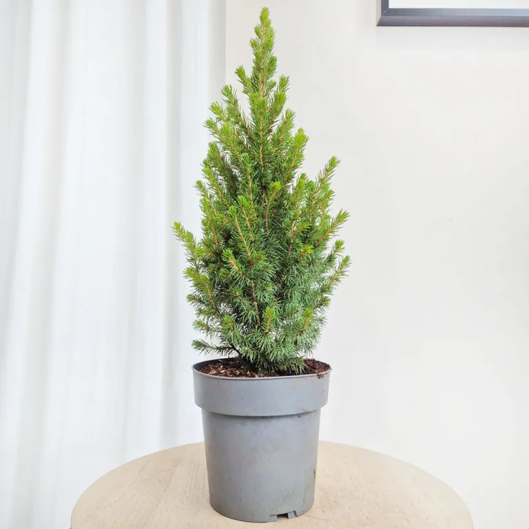 Świerk biały (Picea glauca 'Perfecta') 50cm