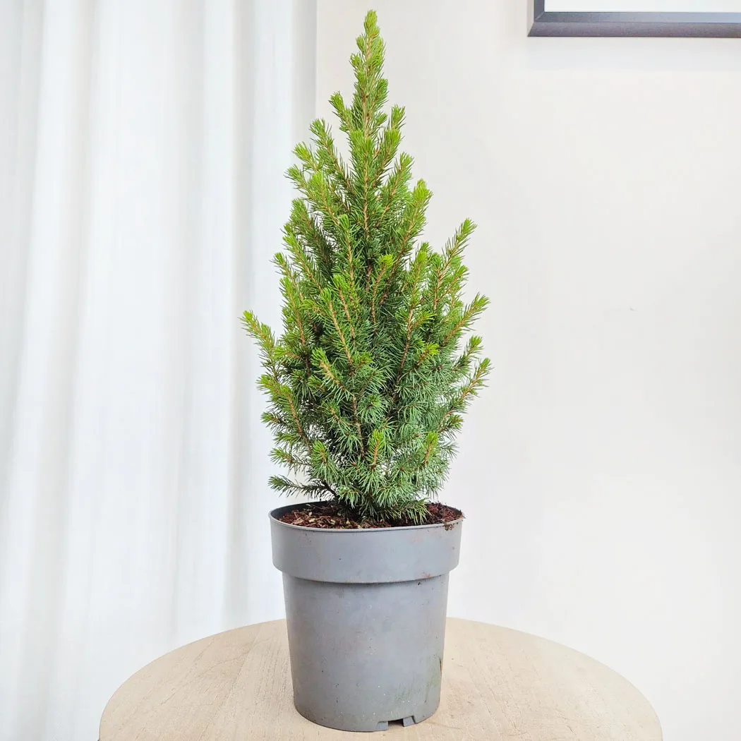 Świerk biały (Picea glauca 'Perfecta') 50cm